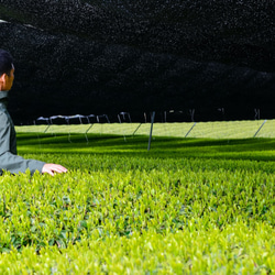 夏ギフトに！芽重型の高級緑茶「貢大・萌・碧」&茶こし付き耐熱ガラスボトルのギフトボックス！ 8枚目の画像