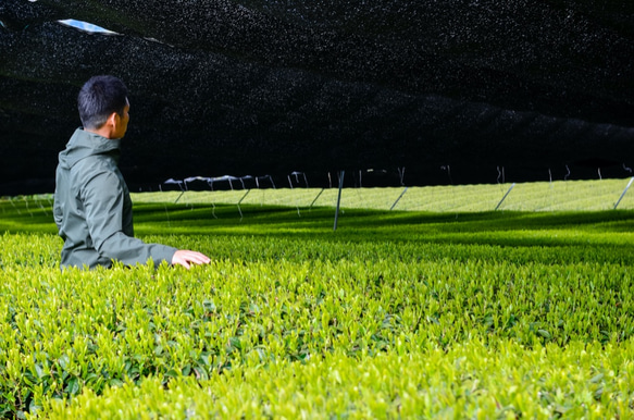 夏ギフトに！芽重型の高級緑茶「貢大・萌・碧」&茶こし付き耐熱ガラスボトルのギフトボックス！ 8枚目の画像