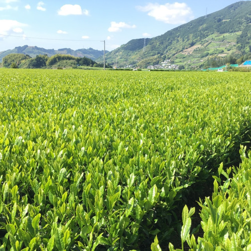 夏はボトルで水出し！杉山貢大農園の「ほうじ茶50g」&茶こし付き