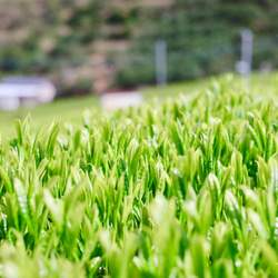 杉山貢大農園の上級緑茶「芽重仕立茶・萌」40ｇ 4枚目の画像