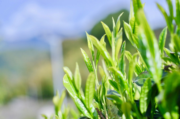 杉山貢大農園の上級緑茶「芽重仕立茶・萌」40ｇ 5枚目の画像