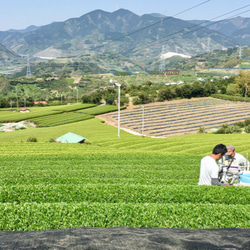杉山貢大農園の上級緑茶「芽重仕立茶・萌」40ｇ 6枚目の画像