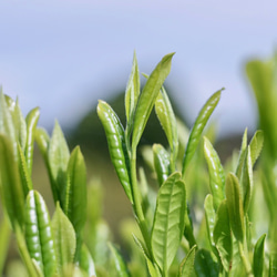 よくばり3種類「和200g・和紅茶50g・ほうじ茶50g」セット 8枚目の画像