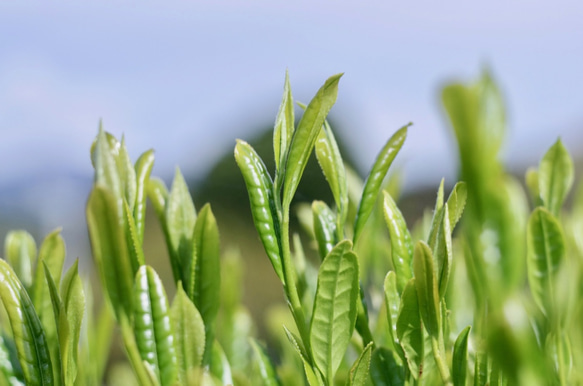 よくばり3種類「和200g・和紅茶50g・ほうじ茶50g」セット 8枚目の画像