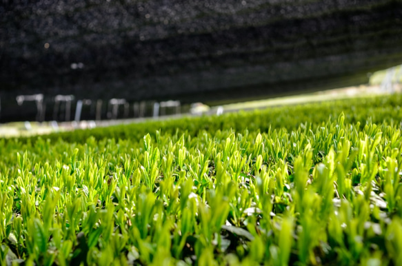 杉山貢大農園の高級煎茶さえみどり「芽重型・貢大」30gのプチギフトボックス 9枚目の画像