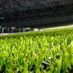 杉山貢大農園の芽重型仕立茶「貢大30g・和200g」プチギフトセット☆ 8枚目の画像