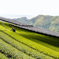 杉山貢大農園の芽重型仕立茶「貢大30g・和200g」プチギフトセット☆ 9枚目の画像