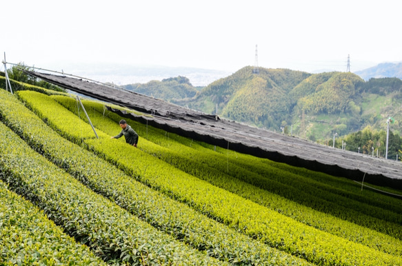 杉山貢大農園の芽重型仕立茶「貢大30g・和200g」プチギフトセット☆ 9枚目の画像