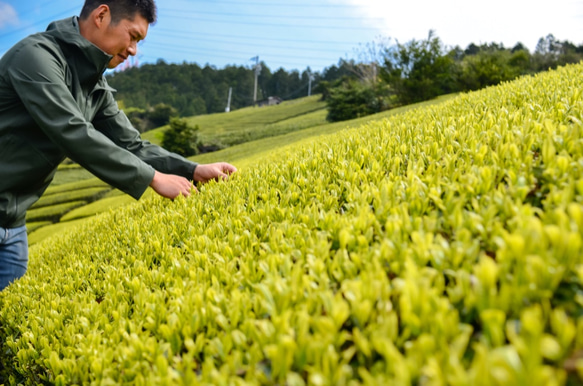 杉山貢大農園の「和紅茶ティーパック&ほうじ茶ティーバッグ」セット！お得な４セット！ 10枚目の画像