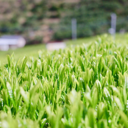 クセになる香ばしさ☆杉山貢大農園の「ほうじ茶」50g×４袋☆ホットでもアイスでも 7枚目の画像