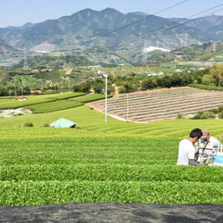 杉山貢大農園の普段呑み煎茶「和」のティーバッグ10コ入り！2袋セット☆ 7枚目の画像