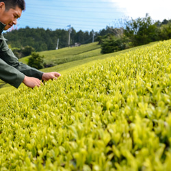 夏ギフトに！緑茶「和」200g &「ほうじ茶50g」＆フィルタインボトルのギフトセット 10枚目の画像