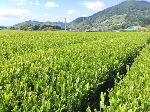 ギフトに！杉山貢大農園の「和紅茶＆ほうじ茶」ティーバッグギフトセット☆ 8枚目の画像