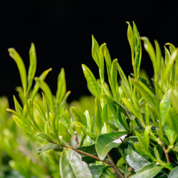 清水の高級煎茶さえみどり「貢大」10g・「碧」50gの芽重型茶セット（箱なし） 7枚目の画像