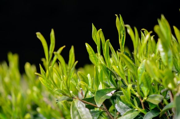 清水の高級煎茶さえみどり「貢大」10g・「碧」50gの芽重型茶セット（箱なし） 7枚目の画像