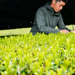 清水の高級煎茶さえみどり「貢大」10g・「碧」50gの芽重型茶セット（箱なし） 9枚目の画像