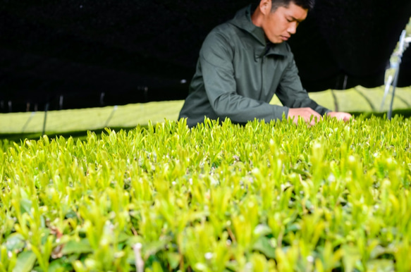 清水の高級煎茶さえみどり「貢大」10g・「碧」50gの芽重型茶セット（箱なし） 9枚目の画像