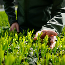 清水の高級煎茶さえみどり「貢大」10g・「碧」50gの芽重型茶セット（箱なし） 10枚目の画像