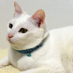 猫の首輪　ミントグリーン 4枚目の画像