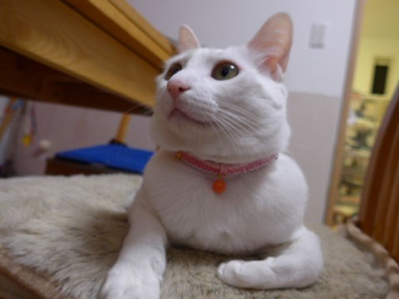 猫の首輪　ピンクビ－ズ 3枚目の画像