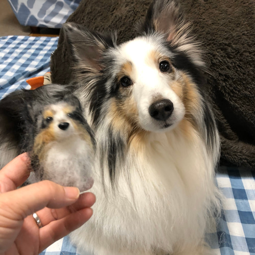 羊毛フェルト犬オーダー シェルティうちの子 見本品 羊毛フェルト