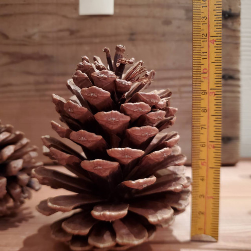 静岡県愛鷹産・大王松6個 その他素材 MIYAFUJI 通販 10476925｜Creema