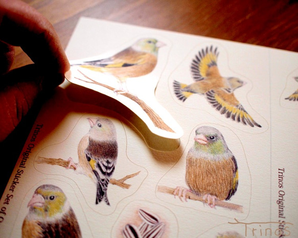 カワラヒワのシールセット (八ヶ岳の小鳥たち) 4枚目の画像