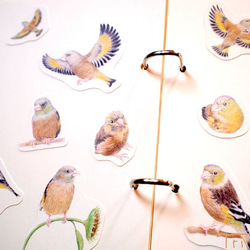 カワラヒワのシールセット (八ヶ岳の小鳥たち) 5枚目の画像