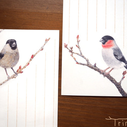 野鳥の歳時記・一筆箋　2月/ウソ 2枚目の画像