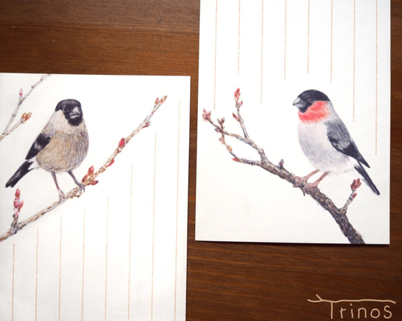 野鳥の歳時記・一筆箋　2月/ウソ 2枚目の画像