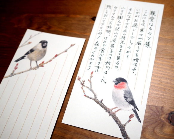 野鳥の歳時記・一筆箋　2月/ウソ 3枚目の画像