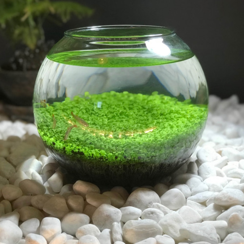 水草絨毯の草原アクアテラリウム｜熱帯魚やメダカ、金魚も飼えますよ 
