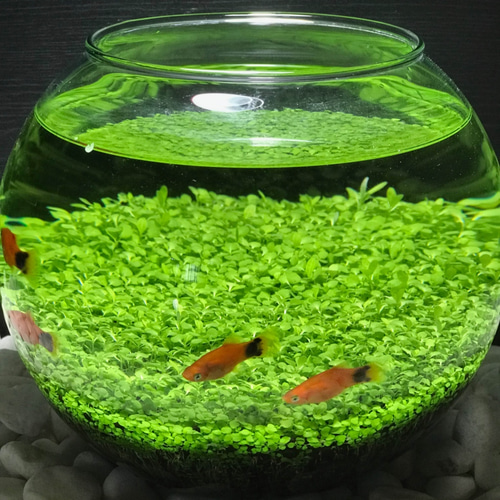 水草絨毯の草原アクアテラリウム｜熱帯魚やメダカ、金魚も飼えますよ