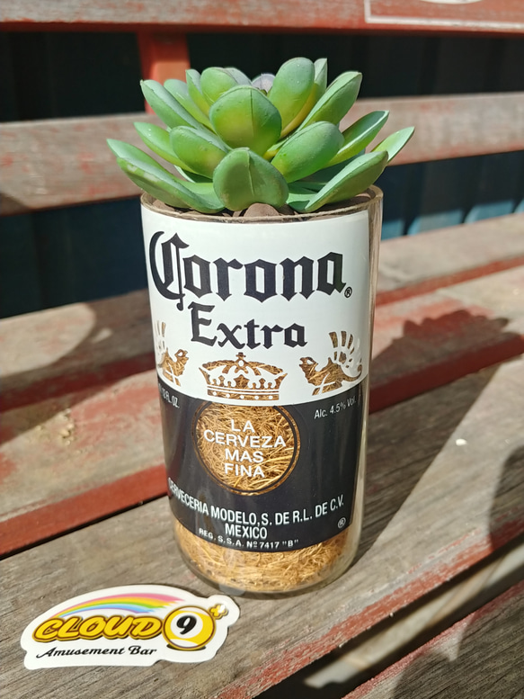 コロナビール　ボトルグリーン　多肉植物 2枚目の画像