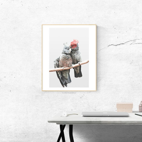 オーストラリア作家壁掛け絵 ☆オーストラリアの鳥ギャンギャン☆ラブラブバードポスター