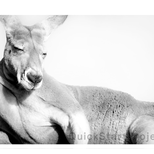 カンガルー Amazon.co.jp: シュライヒ ワイルドライフ カンガルー フィギュア