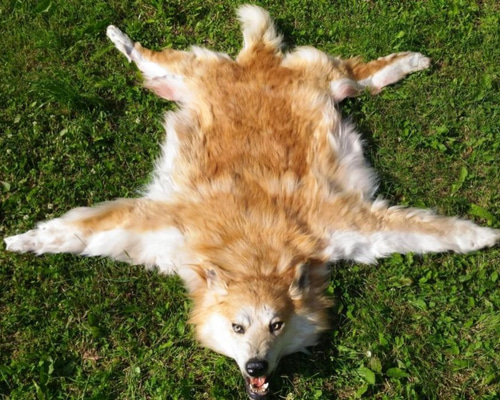 0_0d5897d4997ee20c233735be8f21