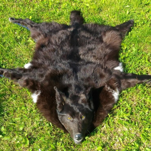 ブラックウルフ。黒いオオカミの肌。オオカミのカーペット