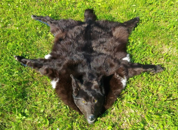 ブラックウルフ。黒いオオカミの肌。オオカミのカーペット。オオカミの