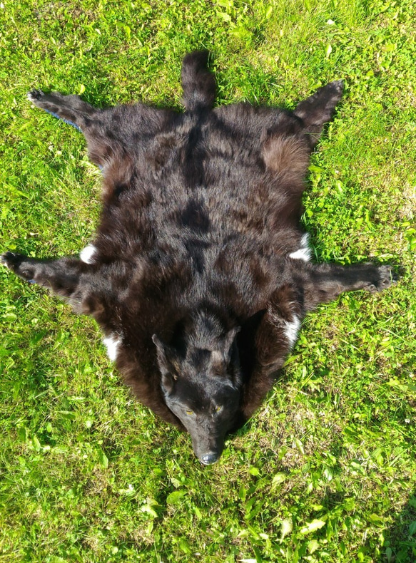 ブラックウルフ。黒いオオカミの肌。オオカミのカーペット。オオカミの毛皮は黒です。冬の毛皮 2枚目の画像