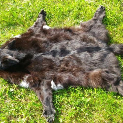 ブラックウルフ。黒いオオカミの肌。オオカミのカーペット。オオカミの毛皮は黒です。冬の毛皮 3枚目の画像