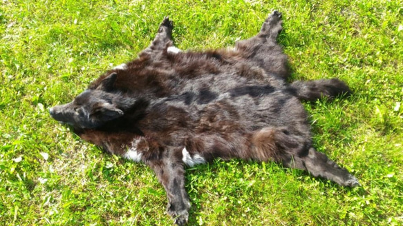ブラックウルフ。黒いオオカミの肌。オオカミのカーペット。オオカミの毛皮は黒です。冬の毛皮 3枚目の画像