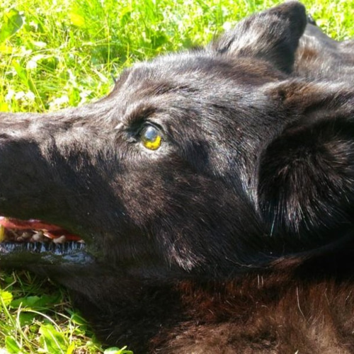 ブラックウルフ。黒いオオカミの肌。オオカミのカーペット。オオカミの