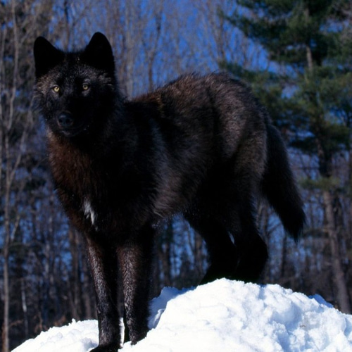 ブラックウルフ。黒いオオカミの肌。オオカミのカーペット