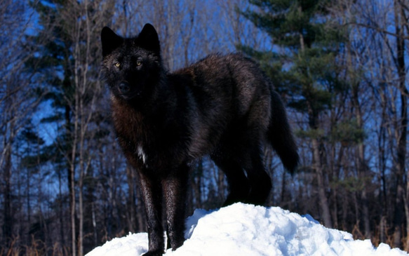 ブラックウルフ。黒いオオカミの肌。オオカミのカーペット。オオカミの毛皮は黒です。冬の毛皮 7枚目の画像