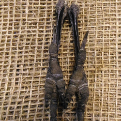 ブラックレイヴン脚 。カラスの脚。 リアルレーブン 3枚目の画像