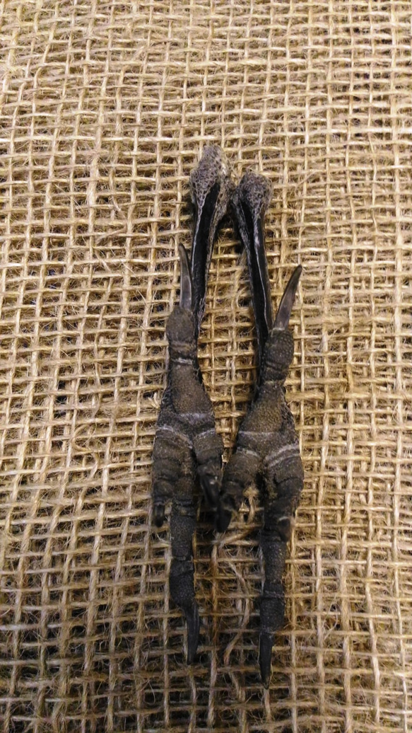 ブラックレイヴン脚 。カラスの脚。 リアルレーブン 3枚目の画像