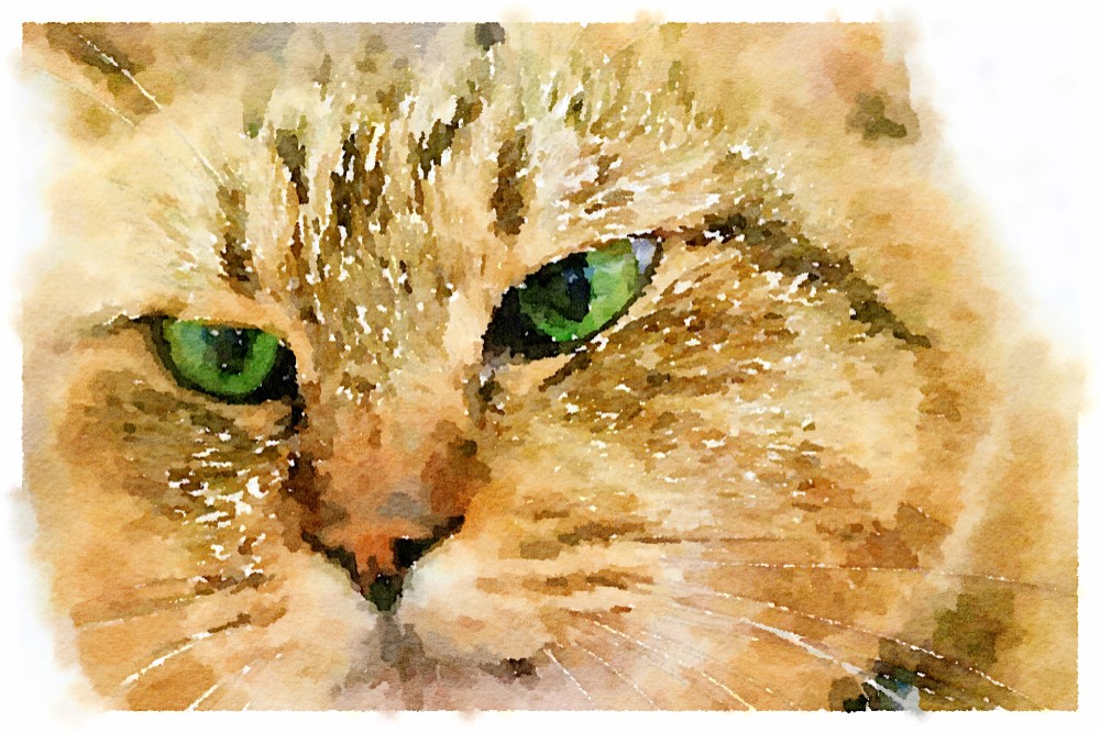 3枚セット ねこの顔アップ A4 ポスター 印刷 絵画 suzuki 通販 7268984