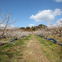 （お得な3個セット）てらがき農園の三年熟成 千日ねり梅（単品） 3枚目の画像