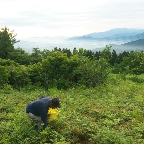 毎日の健康を支える、無農薬、無肥料の野草を100%手摘みした「仙人茶」（単品） 3枚目の画像